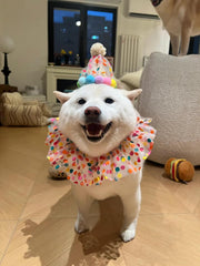 Cat Dog Princess Costumes Cat Birthday Hat and Scarf Pet Birthday Bandana